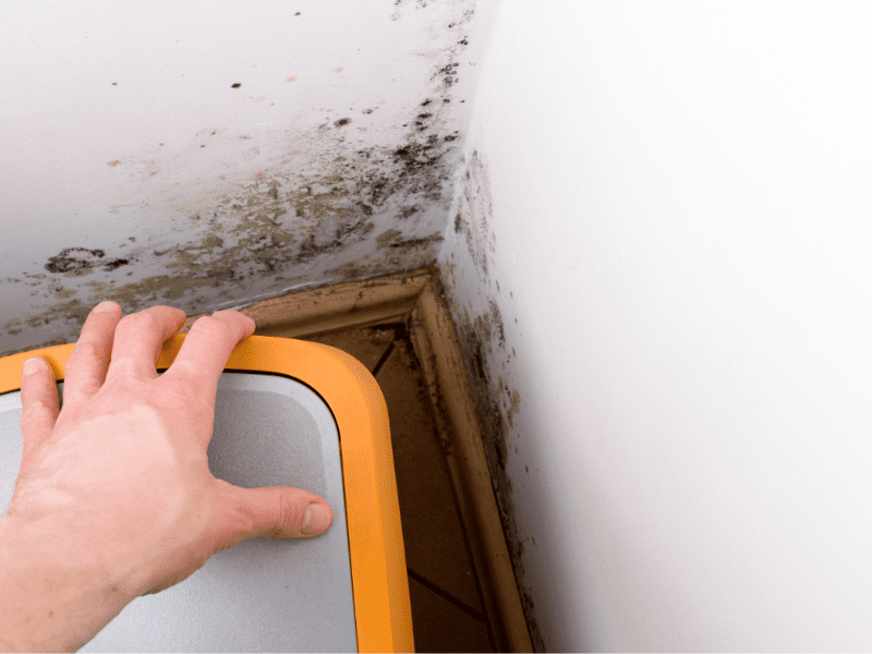 Mould Remediation